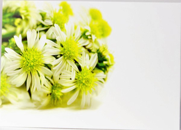 Picture of Florist Cards Wild Daisy Large x 9pcs